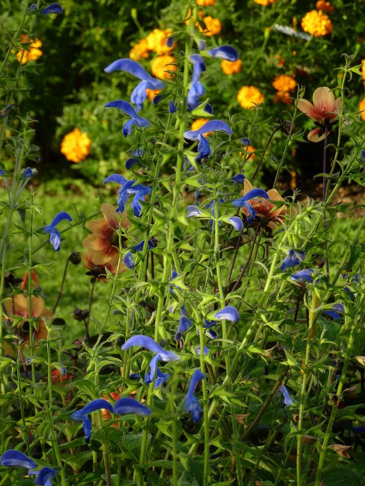 Salvia patens 'Blue Angel' (2)